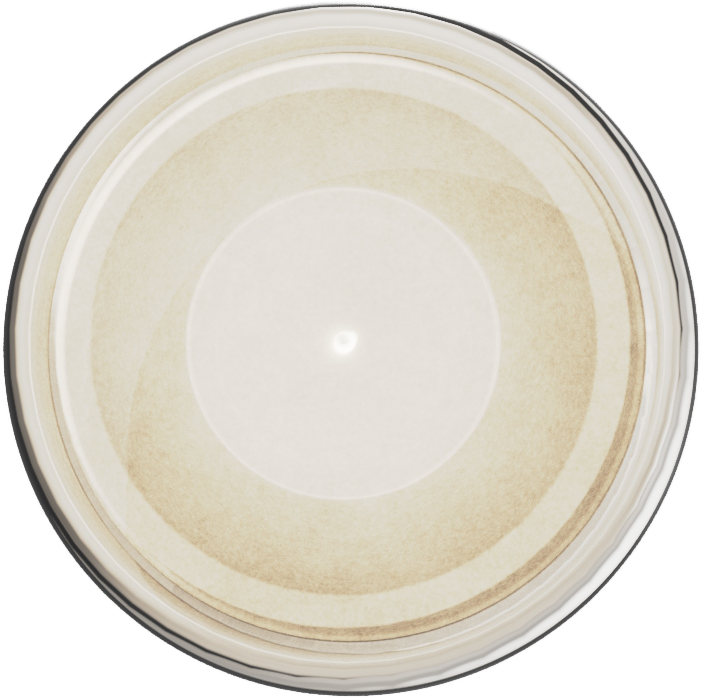 Ultracryl Metal Platinum