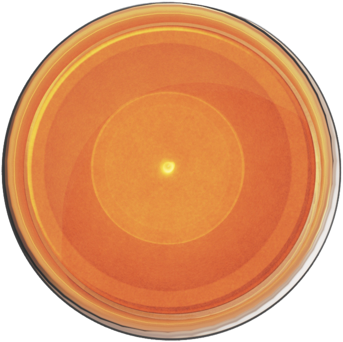 [706] Ultracryl Metal Copper